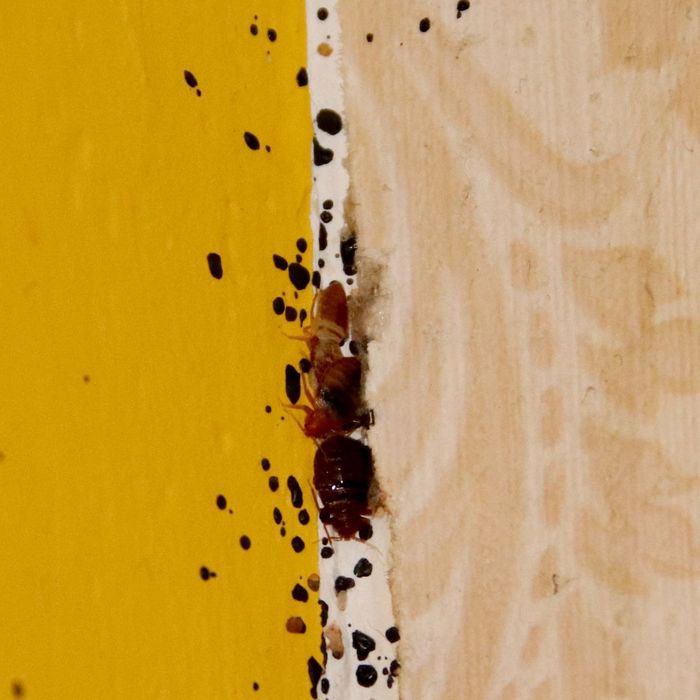 Four Signs That You Might Have Bed Bugs Bad Termite